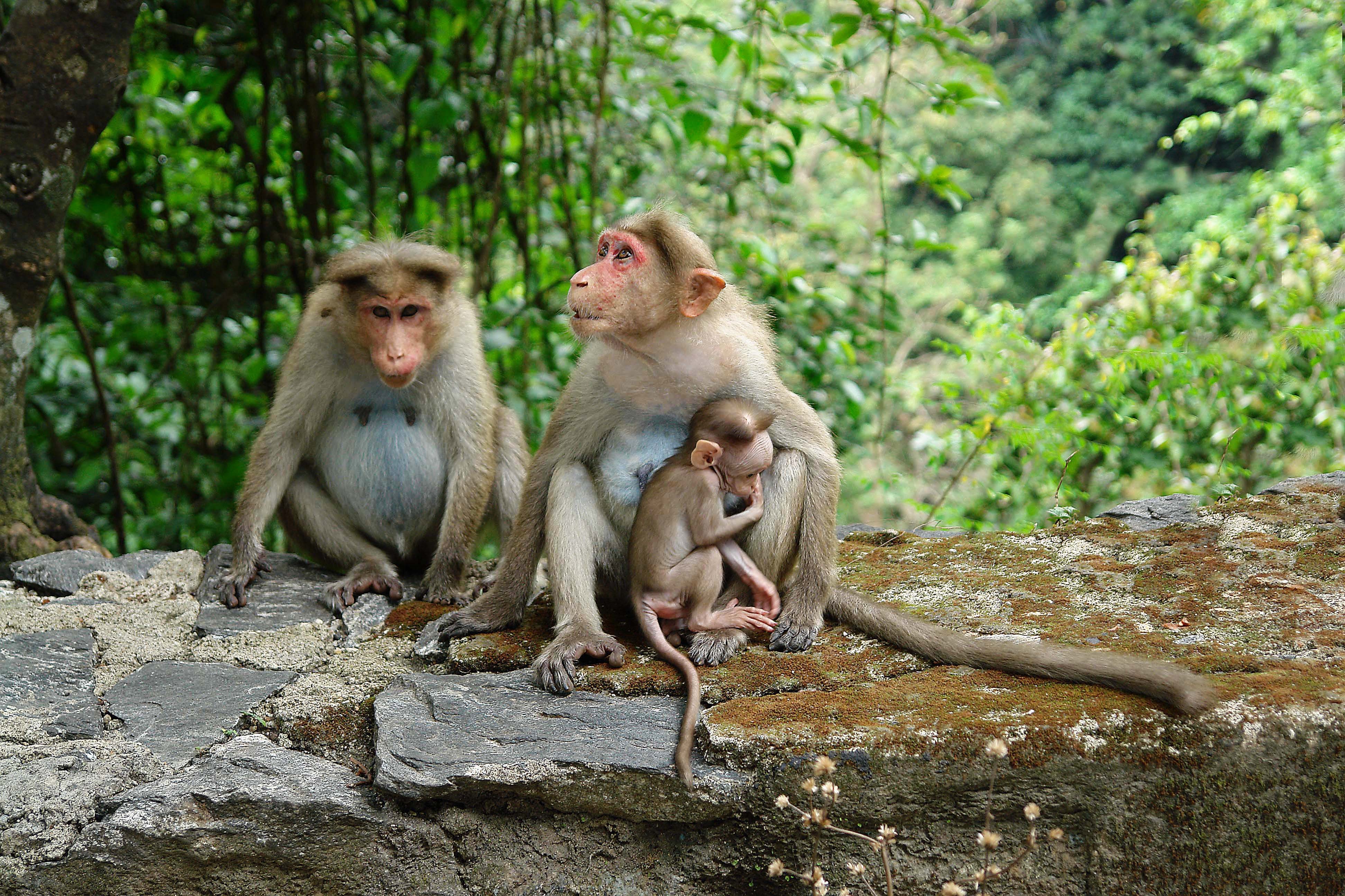 monkey monkey