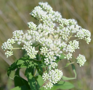 eupatorium 