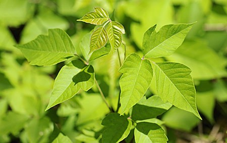 rhus toxicodendron