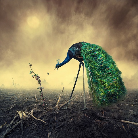 paun caras ionut