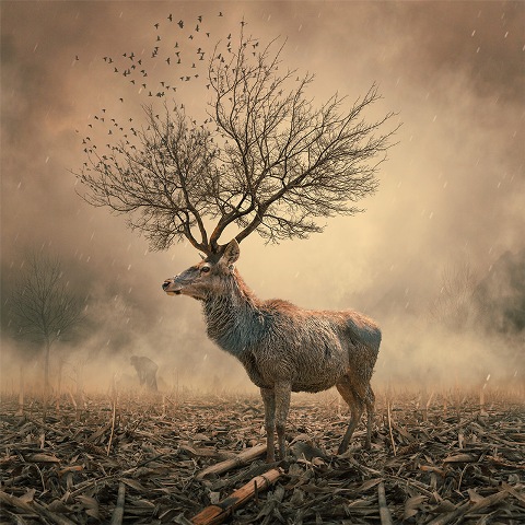 cerb caras ionut