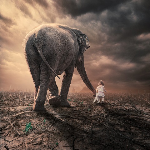 caras ionut elefant