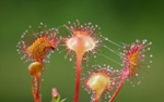 drosera