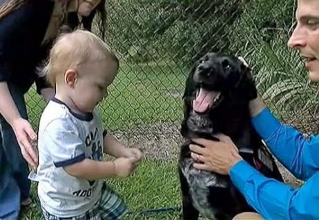 baby babaysitter dog