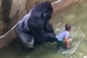 harambe 1