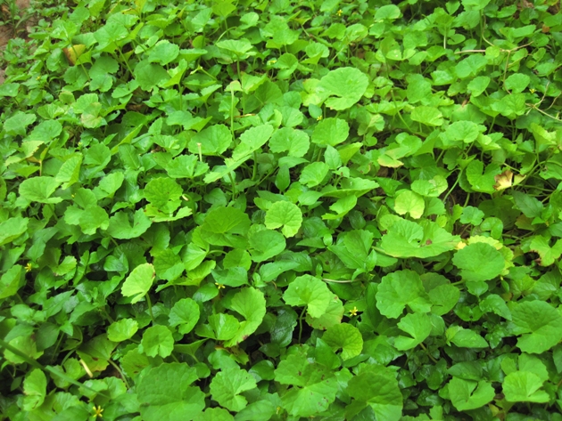 Brahmi Gotu Kola 2