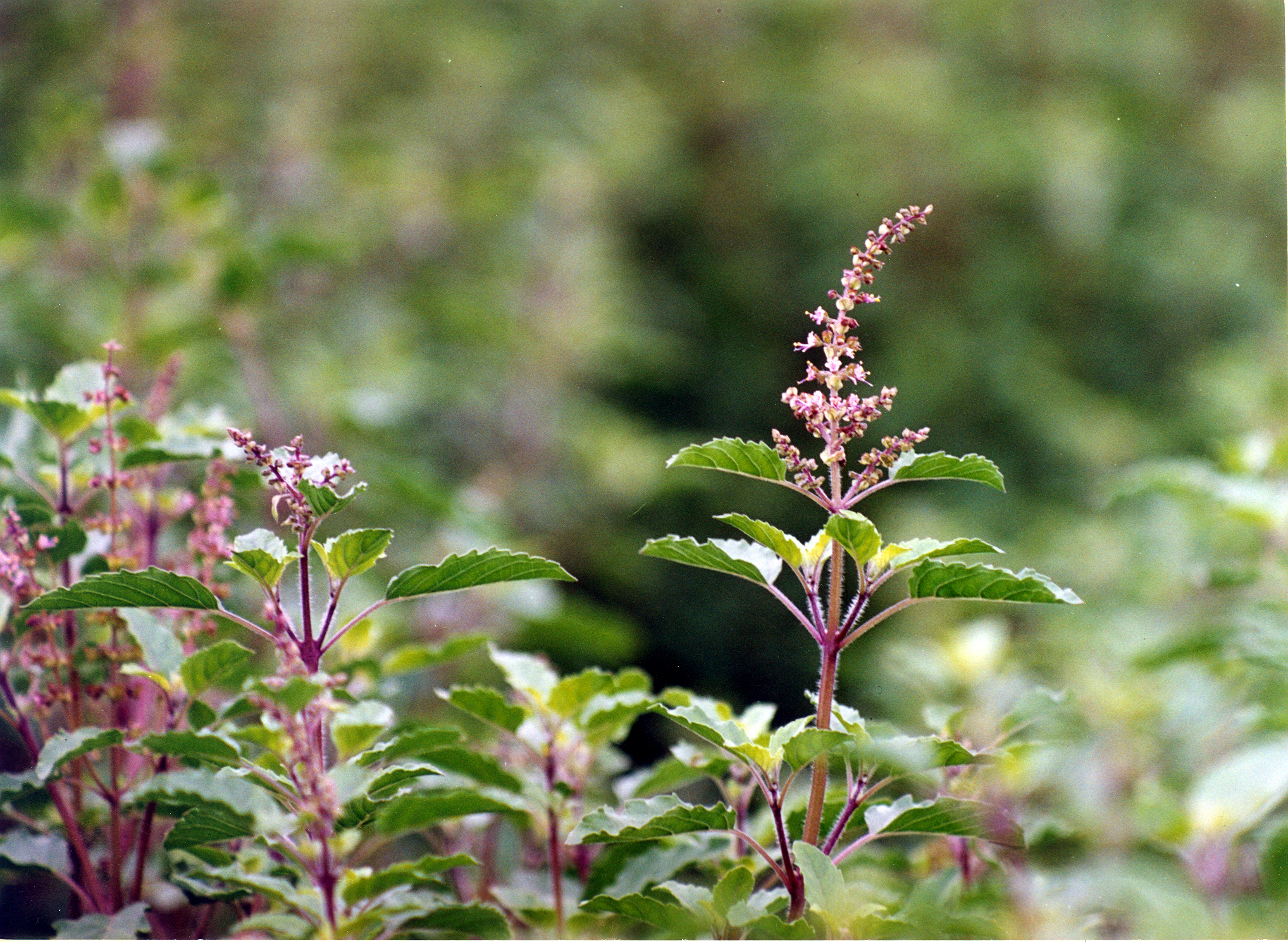 tulsi 