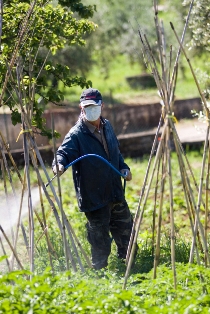 pesticide