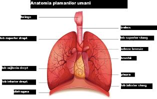 plamanii functii