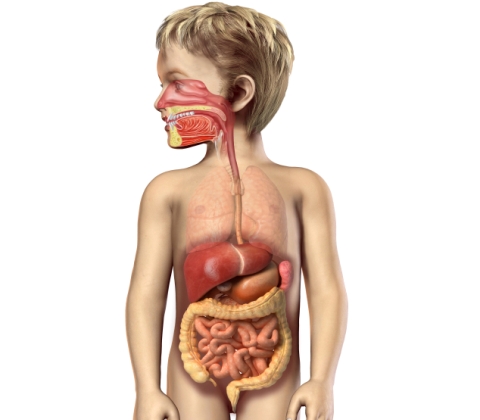 Probleme Intestinale La Copii Qbebe Ro