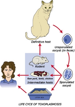 toxoplasmoza