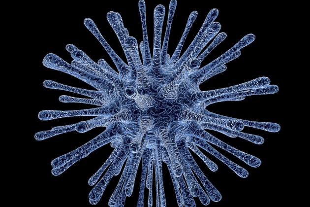 citomegalovirus