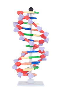 adn recombinant