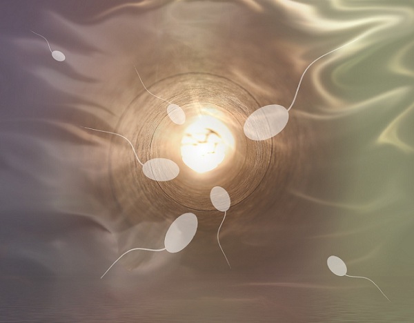 Spermatozoizi ce se indreapta spre ovul