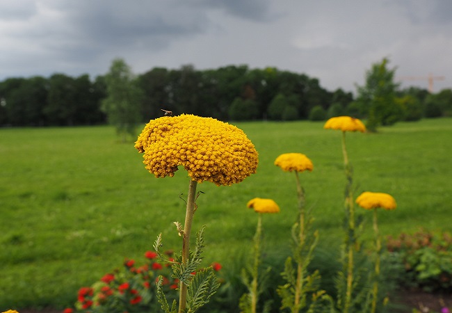 Coada soricelului galbena, plantata pe o peluza