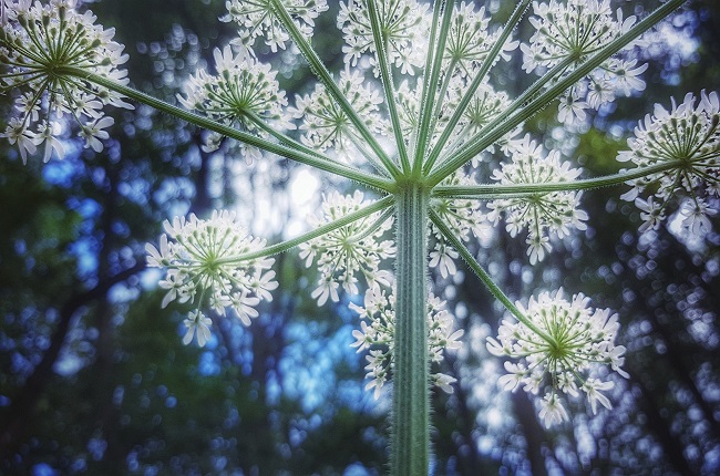 Inflorescenta plantei coada-soricelului