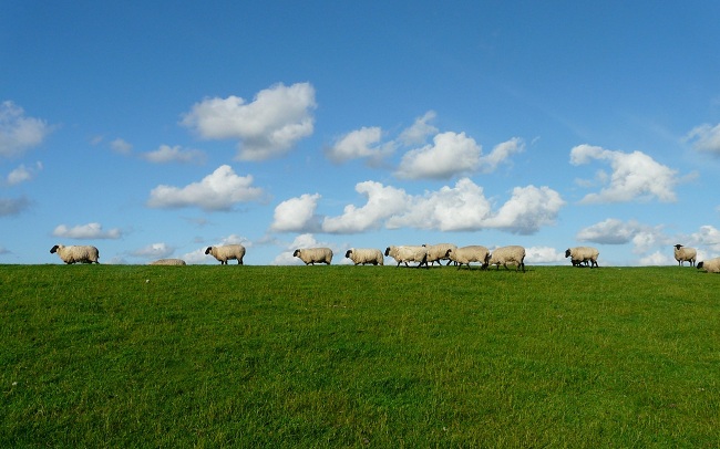 peisaj pastoral cu oi care se deplaseaza pe o pajiste