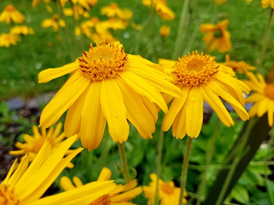 flori-de-Arnica-Montana