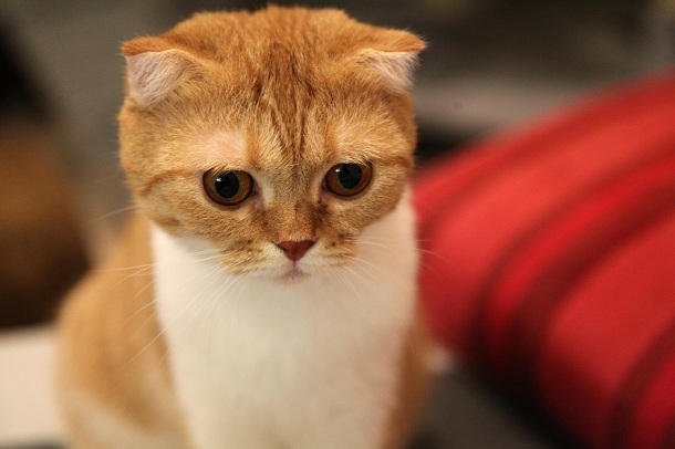 pisica-Scotian-Scottish-Fold