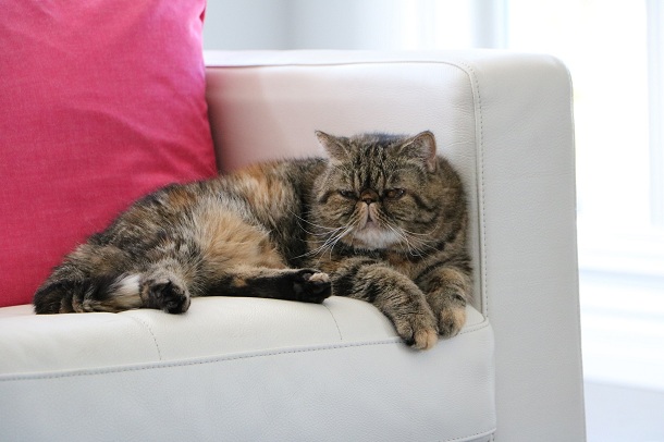 pisica-exotic-shorthair-stand-pe-canapea