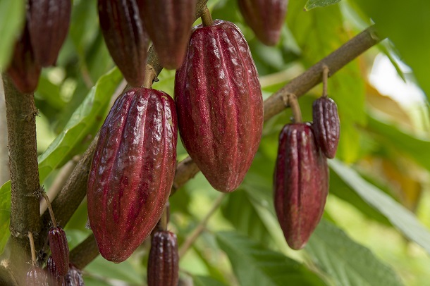 fructele-arborelui-de-cacao
