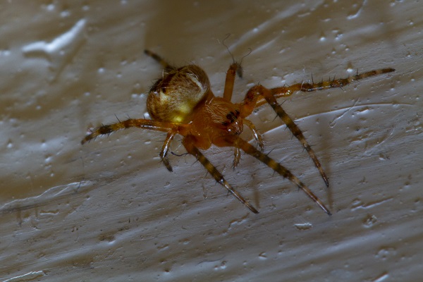 paianjen-de-casa-din-specia-Theridiidae-in-prim-plan