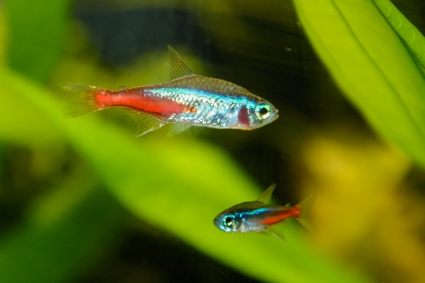 peste-neon-tetra-inotand-alaturi-de-puiul-sau