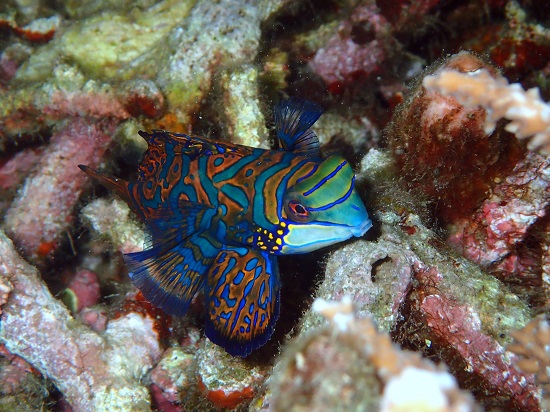 peste-Mandarin-stând-printre-corali