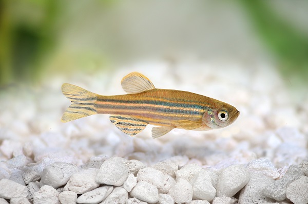 peste-din-specia-zebra-danio-inotand-deasupra-unor-pietre