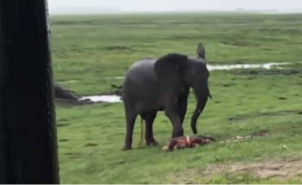 mama-elefant-cu-puiul-ei-abia-nascut