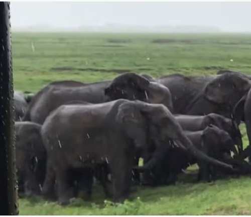 familie-de-elefanti-stransa-in-jurul-unei-mame-si-al-unui-pui-abia-nascut