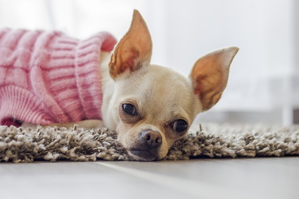 caine Chihuahua bej imbracat cu o hainuta tricotata roz stand intins pe un covoras