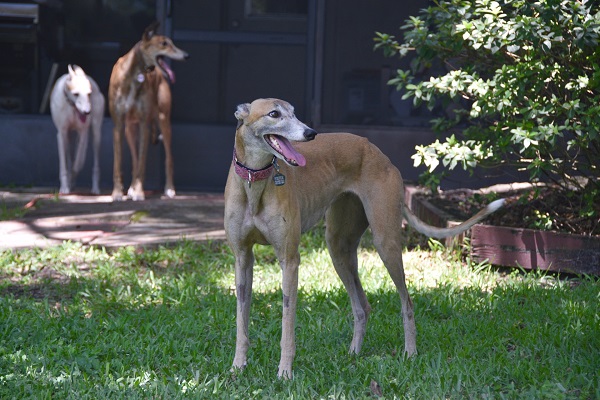 caini Greyhound intr-o gradina