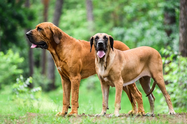 caini Fila Brasileiro intr-un peisaj cu padure