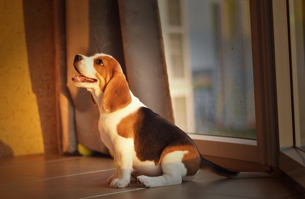 Beagle stand cuminte in casa in fata unei ferestre