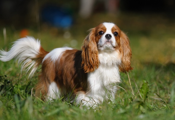 Cavalier King Charles Spaniel in natura intr-o zi insorita