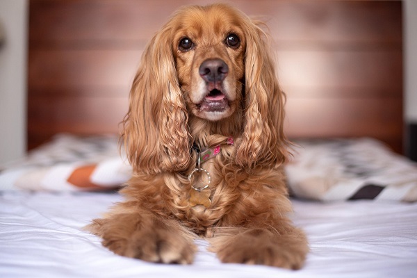 Cocker Spaniel stand pe un pat pe cearceaf