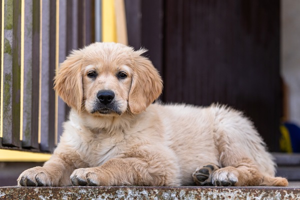 pui de Golden Retriever stand ghemuit afara pe o treapta a scarii din fata unei case