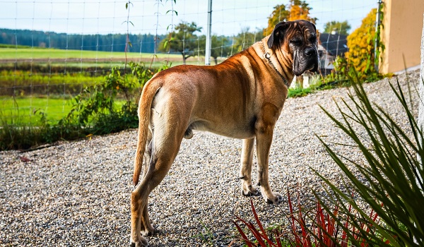 caine Cane Corso aflat pe o poteca cu pietris