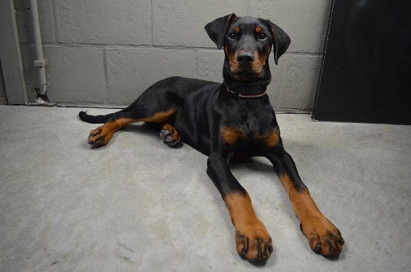 pui de Doberman Pinscher stand pe jos in fata unui perete alb