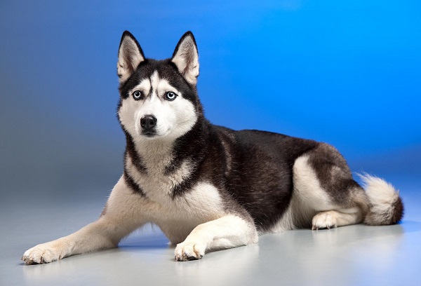 Husky Siberian stand jos cu urechile ciulite