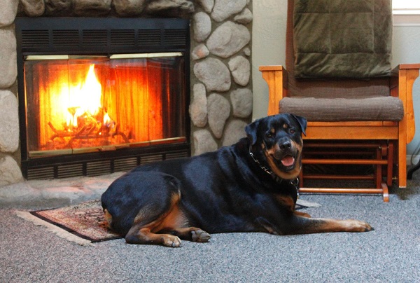 Rottweiler stand pe un covoras in fata unui semineu