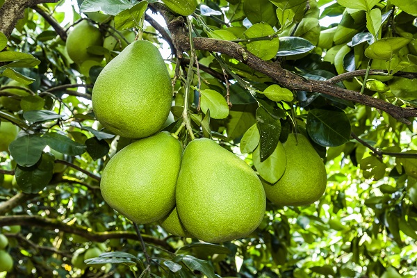 arborele pomelo cu fructe in el