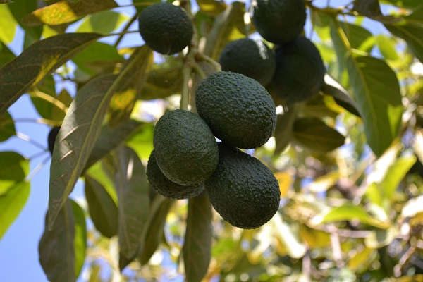 arbore avocado plin de fructe