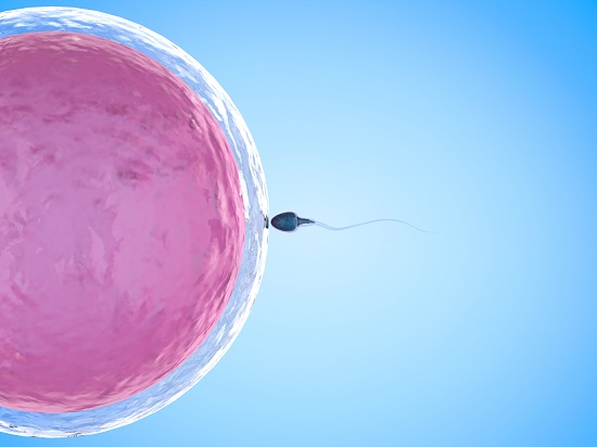 reprezentare 3 D a unui ovul si a unui spermatozoid