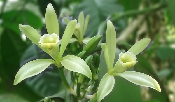 floare de vanilie inflorita