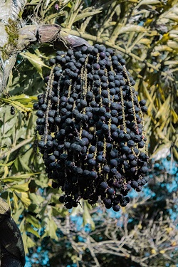 palmier acai cu fructe