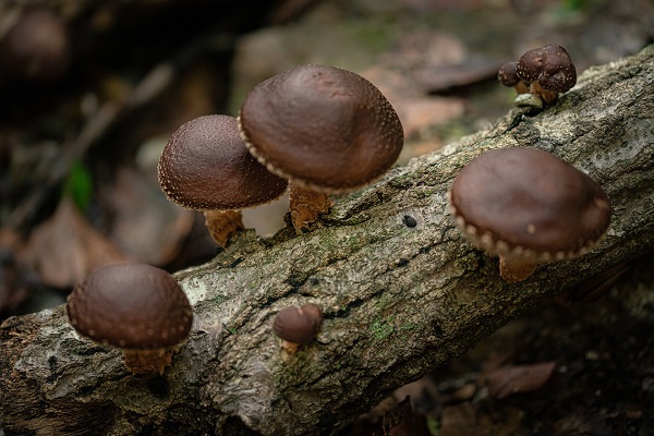 ciuperci shiitake care cresc pe scoarta unui copac