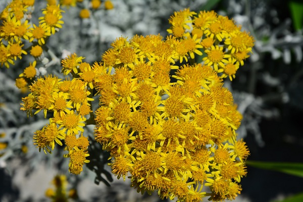 imagine detaliata a florilor de siminoc