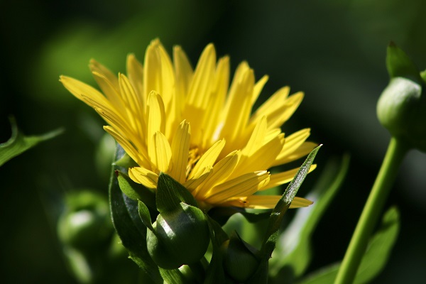 silphium inflorit